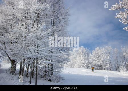 Schneebedeckte Bäume in den Bergen bei Sonnenuntergang. Stockfoto