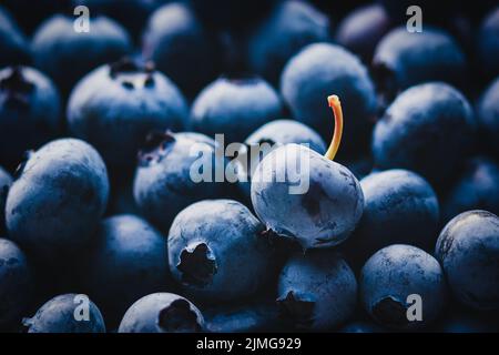 Geerntete Heidelbeeren Nahaufnahme, Sommerfrüchte, hausgemachte Bio-Beeren, Heidelbeere Hintergrund, Lichter und Schatten Stockfoto