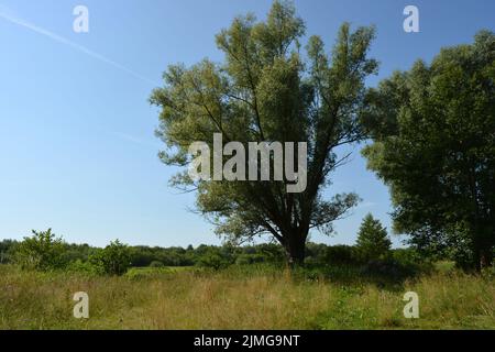 Schöne Felder, weit entfernte Steppen, Wiesen mit wilden Kräutern, üppiges Gras, Wälder mit Laubbäumen und Tannen. Olorful Landschaften, fabelhafte Natur. Stockfoto