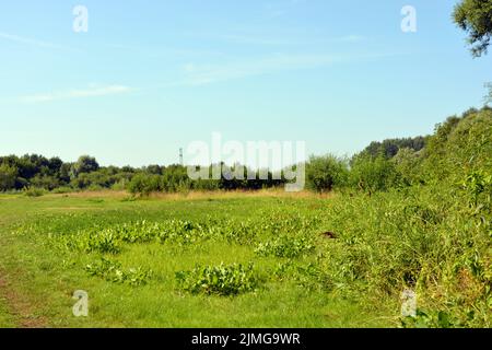 Schöne Felder, weit entfernte Steppen, Wiesen mit wilden Kräutern, üppiges Gras, Wälder mit Laubbäumen und Tannen. Olorful Landschaften, fabelhafte Natur. Stockfoto