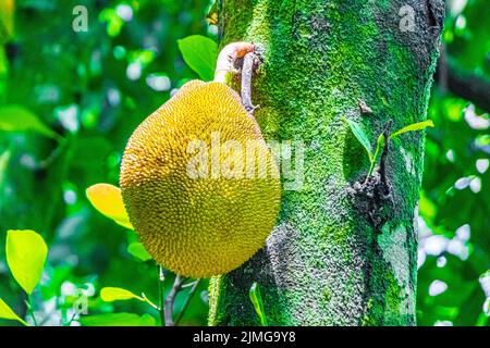 Jackfrucht wächst auf Jack Baum in Rio de Janeiro Brasilien. Stockfoto