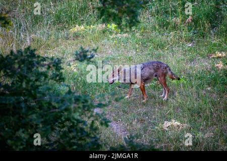 Italienischer Wolf, Canis Lupus Italicus, einzigartige Unterart des einheimischen Grauwolf. Im Wald entnommenes ausgewachsenes Exemplar. Stockfoto