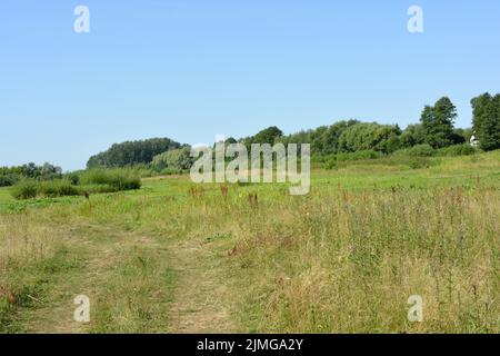 Schöne Felder, weit entfernte Steppen, Wiesen mit wilden Kräutern, üppiges Gras, Wälder mit Laubbäumen und Tannen. Olorful Landschaften, fabelhafte Natur. Stockfoto