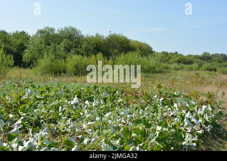 Schöne Felder, weit entfernte Steppen, Wiesen mit wilden Kräutern, üppiges Gras, Wälder mit Laubbäumen und Tannen. Olorful Landschaften, fabelhafte Natur. Stockfoto