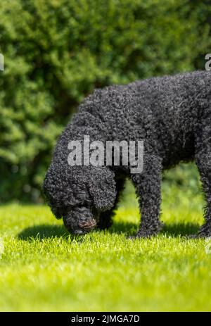 Ein wunderschöner schwarzer Labradoodle-Hund mit lockigem Haar, der ein Stück üppiges grünes Gras schnüffelt Stockfoto