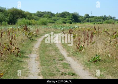 Schöne Felder, weit entfernte Steppen, Wiesen mit wilden Kräutern, üppiges Gras, Wälder mit Laubbäumen und Tannen. Olorful Landschaften, fabelhafte Natur. Stockfoto
