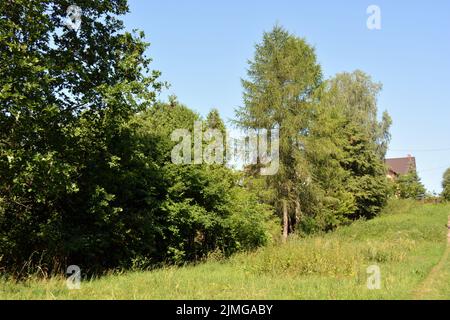 Schöne Felder, weit entfernte Steppen, Wiesen mit wilden Kräutern, üppiges Gras, Wälder mit Laubbäumen und Tannen. Olorful Landschaften, fabelhafte Natur. Stockfoto
