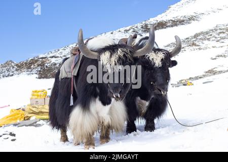 Zwei Yaks stehen in verschneiten Berg für den Zweck der Abenteuer Fahrt für Touristen Stockfoto