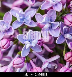 Blühender Zweig, lila Frottee Lilac Blütenblätter. Makro Blumen Hintergrund für Urlaub Design Stockfoto