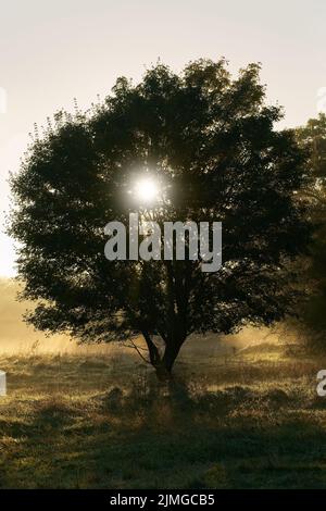 Ahorn, Acer campestre in einem Park in der Nähe von Magdeburg am frühen Morgen mit Rücklicht Stockfoto