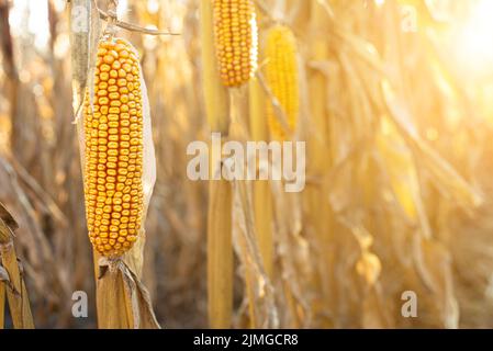 Trockene Maisstiele mit Maiskolben, die von der Sonne auf den Feldern im Herbst beleuchtet werden Stockfoto