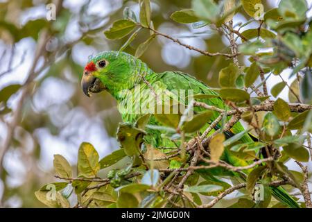 Rot-gefärbter amazonas oder rot-gefärbter Papagei, Curubande, Costa Rica Stockfoto