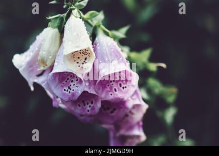 Fuchshandschuh blühende Pflanze aus der Nähe - Digitalis purpurea wächst im Garten Stockfoto
