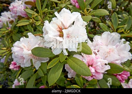 Rhododendron ferrugineum rosa hellviolette Blüten aus der Nähe eines Sonniger Tag Stockfoto