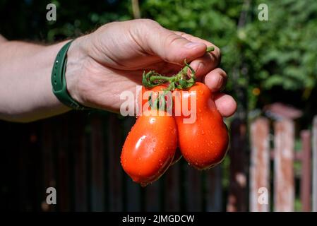 Frisch geerntete Tomaten in den Händen der Bauern Stockfoto