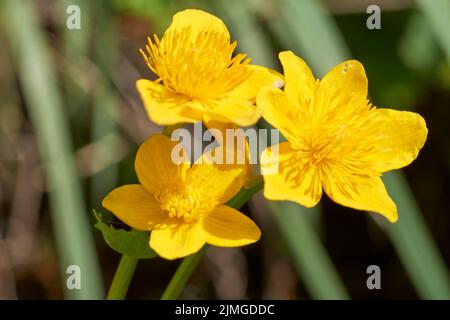 Im Frühling blühende Sumpflandschaft Caltha palustris, im Gartenteich Stockfoto