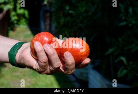 Frisch geerntete Tomaten in den Händen der Bauern Stockfoto
