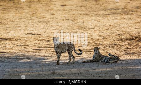 Geparden in Alarmbereitschaft auf trockenem Land im Kgalagadi Transfrontier Park, Südafrika; specie Acinonyx jubatus Familie von Felidae Stockfoto