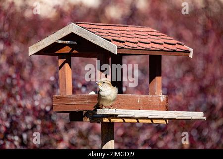 Weibchen des Hausspergels, Passer domesticus, in einfachem Vogelfutterhäuschen Stockfoto