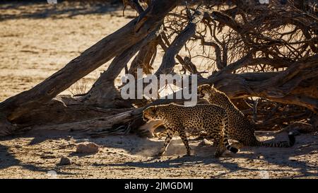 Cheetah in Kgalagadi Transfrontier Park, Südafrika; Specie Acinonyx jubatus Familie von Felidae Stockfoto