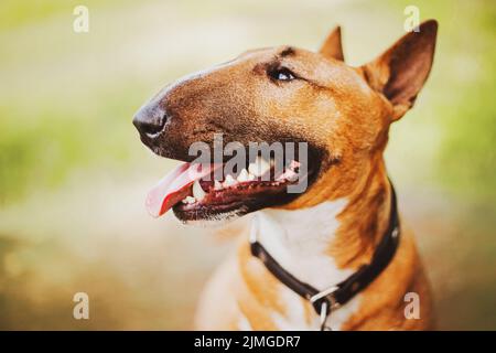 Porträt eines glücklichen Ingwer-Bullen-Terrier, der an einem Sommertag sitzt und seine Zunge herausragt. Niedliches Haustier. Gehen mit einem Hund. Stockfoto