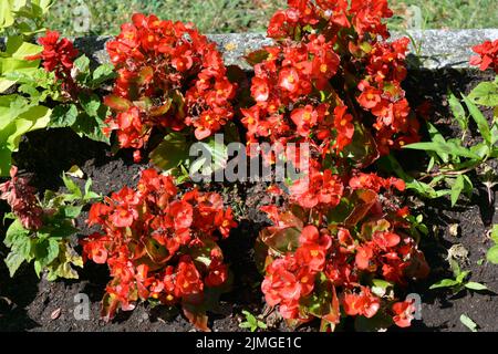 Leuchtend bunte rote Blumen wachsen in einer Vase in einer der Straßen von Wyszkw, Polen. Stockfoto