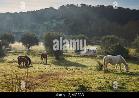 Wenige Wildpferde grasen am frühen Morgen auf einem Feld, fressen Gras, schauen in die Kamera, weiße und braune Pferde, Dampf Fr. Stockfoto