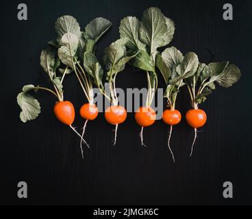 Frisch gepflückte rote Radieschen ökologischer Landbau Stockfoto