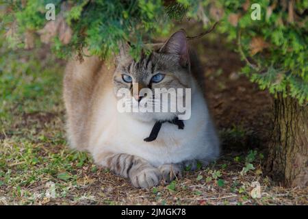 Eine wunderschöne, blauäugige, kreuzäugige Siamkatze in einer italienischen Stadt am Gardasee in der Lombardei Stockfoto