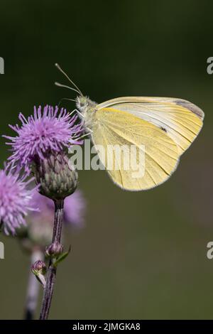 Kleiner weißer Kohlschmetterling (Pieris rapae). Stockfoto