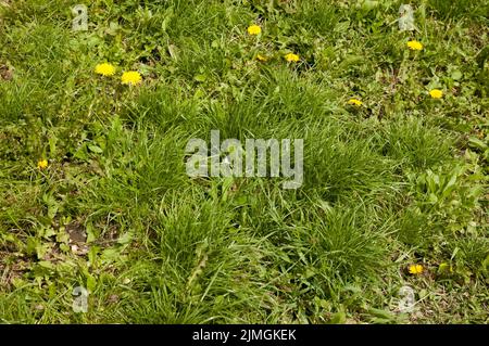 Gelber Dandelion inmitten üppig grünen Grases Stockfoto