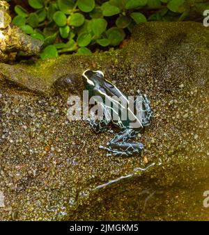 Graubeiner Färberfrosch (Dendrobates tinctorius graubeiner). Lebensraum: Surinam, Französisch-Guyana, Brasilien - Färben von Dartfrosch Stockfoto