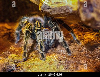 Nahaufnahme eines mexikanischen redknee Tarantula (Brachypelma smithi) auf einem Stein Stockfoto