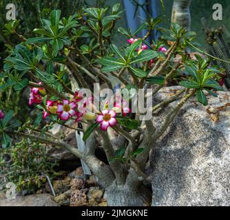 Schöne rosa Adenium obesum Blume im Garten, (Wüstenrose, Impala Lily, Mock Azalea) Stockfoto