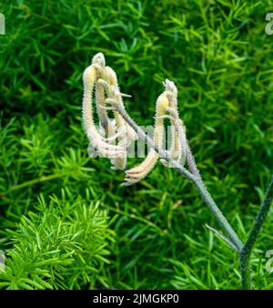 Gelbe Kängurupfote, Anigozanthos flavidus, Eingeborene im Südwesten Westaustraliens. Stockfoto