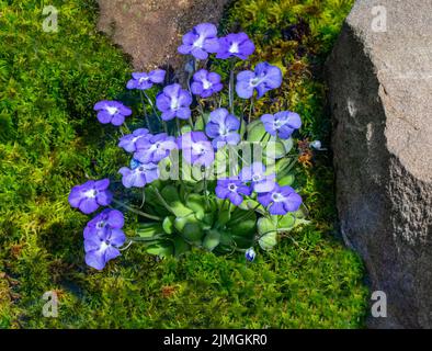 Mexikanisches Butterkraut (Pinguicula cyclosecta) ist eine fleischfressende oder insektenfressende Pflanze, die in Mexiko endemisch ist. Stockfoto