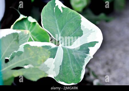 Albomarginata, Araceae oder Schott oder Xanthosoma sagittifolium oder XANTHOSOMA oder Mickey Mouse Pflanze im gaeden Stockfoto