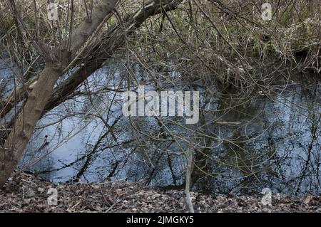 Der Fluss, der im Frühjahr durch den Wald fließt, spiegelt den blauen Himmel wider Stockfoto