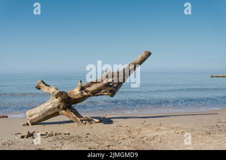 Baumstamm am Strand der polnischen Ostseeküste bei Kolobrzeg im Sommer Stockfoto