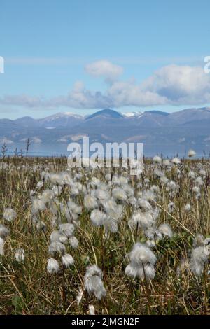 Eriophorum callitrix, allgemein bekannt als arktische Baumwolle, arktisches Baumwollgras, Suputi oder pualunnguat in Inuktitut, ist eine mehrjährige arktische Pflanze in der Familie der Sedge, Cyperaceae. Sie ist eine der am weitesten verbreiteten Blütenpflanzen in der nördlichen Hemisphäre und in den Tundra-Regionen Stockfoto