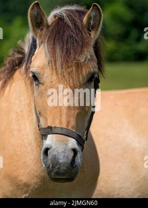 Pferd auf einer Lichtung, ein Porträt Stockfoto