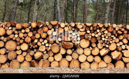 Holz Protokolle Haufen, Holz Winter Lager Hintergrundstruktur. Lagerung von Brennholz im Wald. Runde Baumstämme, geschnitten und im Sägewerk gestapelt Stockfoto