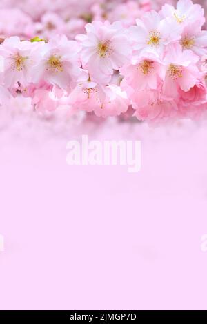 Rosenblütenzweig, Sakura-Blüten Stockfoto