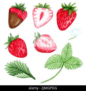 Set mit Erdbeeren in Aquarellfarben. Handgezeichnete Abbildung. Reife rote Beeren und grüne Blätter. Sommer Erdbeere. Stockfoto