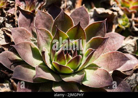 Blume fraktalen Hintergrund Stockfoto