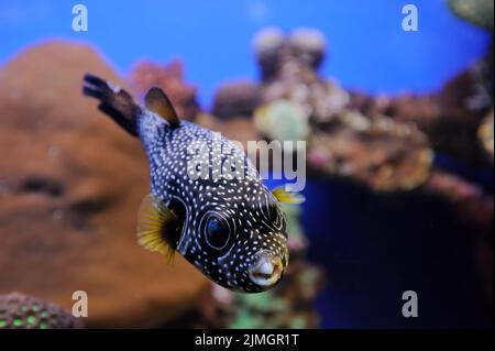 Weißfleckiger Kugelfisch (Arothron hispidus) und Korallen des Roten Meeres Stockfoto