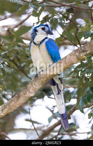 Weißkehliger Elster (Calocitta formosa) Stockfoto