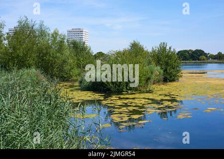 Woodberry Wetlands Nature Reserve in der Nähe von Stoke Newington, North London, im Spätsommer 2022 Stockfoto