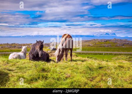 Wunderschöne isländische Pferde grasten Stockfoto