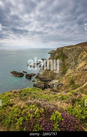 The South Stack Cliffs mit dem Leuchtturm und Elin’s Tower im Hintergrund, Holy Island, Anglesey, Nordwales Stockfoto